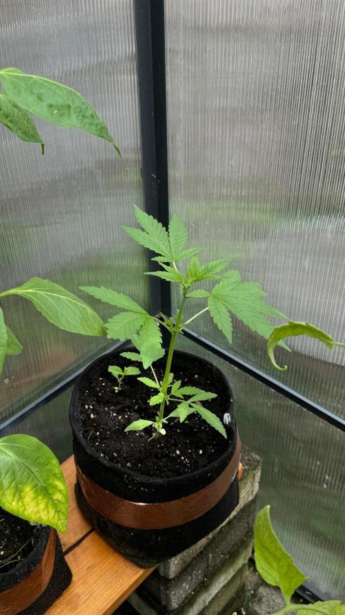 BLUEBERRY CANDIEZ AUTO | SENSI SEEDS. Week 6