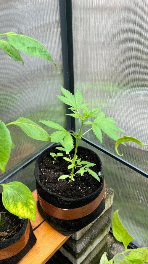 BLUEBERRY CANDIEZ AUTO | SENSI SEEDS. Week 6