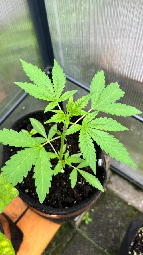 BLUEBERRY CANDIEZ AUTO | SENSI SEEDS. Week 6