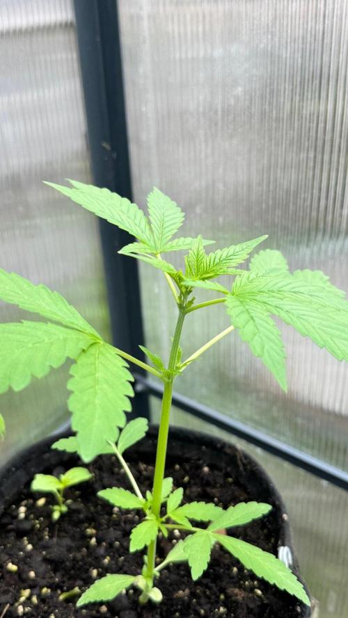 BLUEBERRY CANDIEZ AUTO | SENSI SEEDS. Week 6