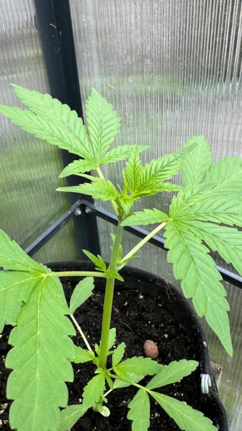 BLUEBERRY CANDIEZ AUTO | SENSI SEEDS. Week 6