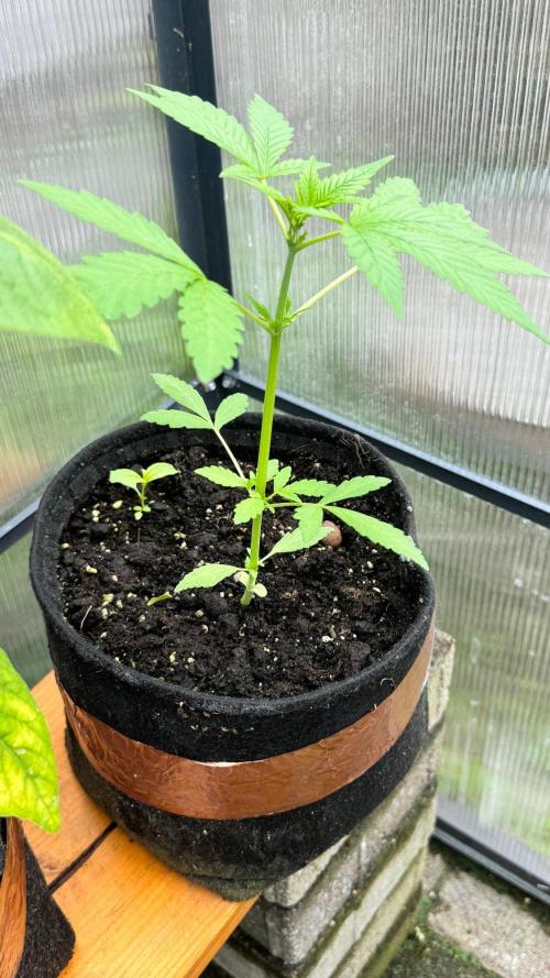 BLUEBERRY CANDIEZ AUTO | SENSI SEEDS. Week 6