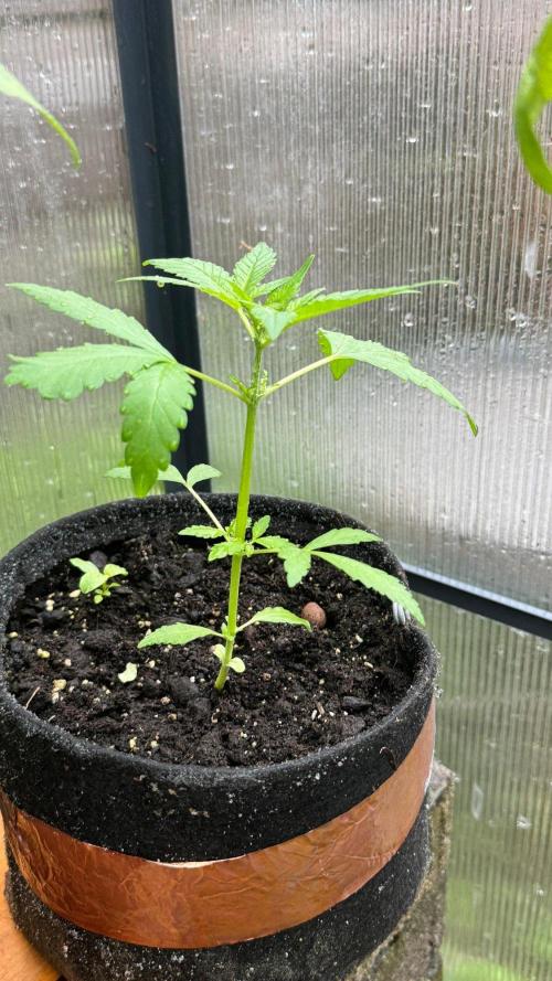 BLUEBERRY CANDIEZ AUTO | SENSI SEEDS. Week 6