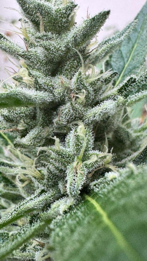 GUAVE RF3 | FAST BUDS | AUTO. Week 7