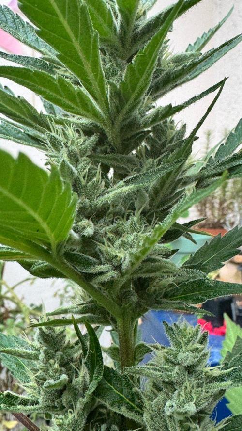 GUAVE RF3 | FAST BUDS | AUTO. Week 7