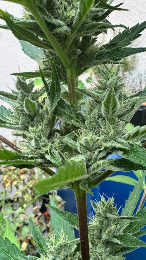 GUAVE RF3 | FAST BUDS | AUTO. Week 7