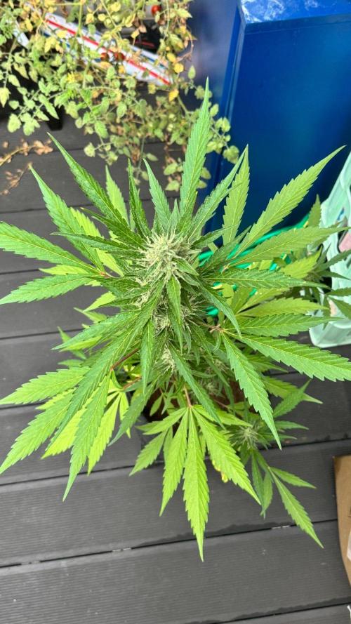 GUAVE RF3 | FAST BUDS | AUTO. Week 7