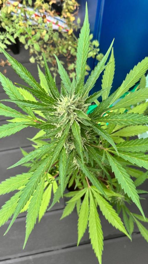 GUAVE RF3 | FAST BUDS | AUTO. Week 7