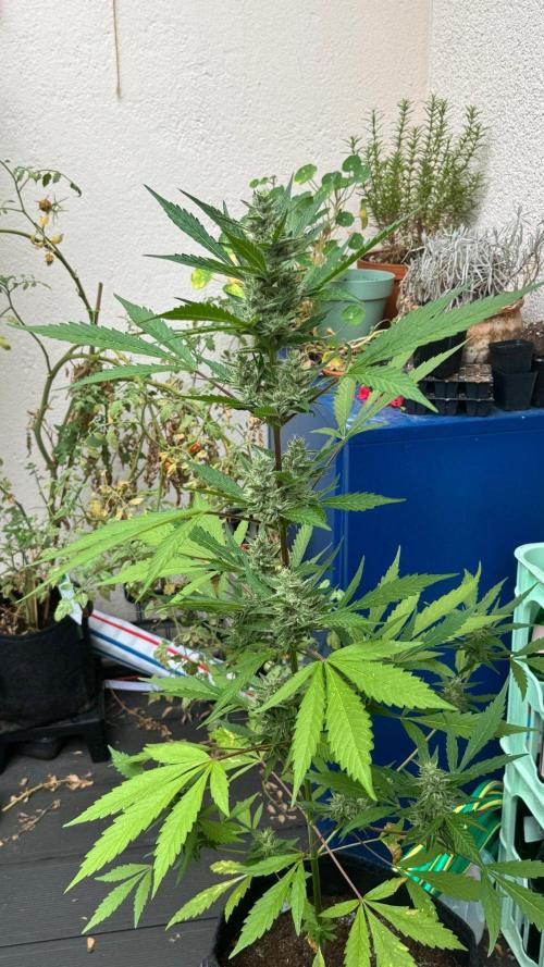 GUAVE RF3 | FAST BUDS | AUTO. Week 7