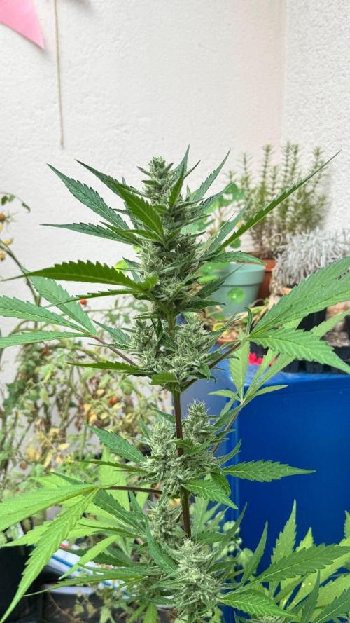 GUAVE RF3 | FAST BUDS | AUTO. Week 7