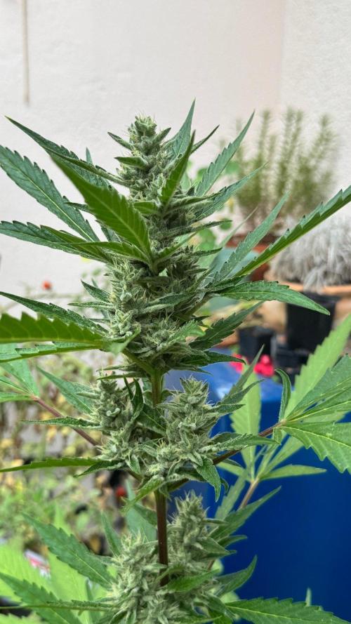 GUAVE RF3 | FAST BUDS | AUTO. Week 7