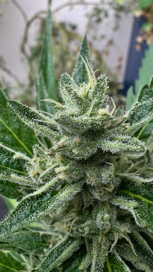 GUAVE RF3 | FAST BUDS | AUTO. Week 7