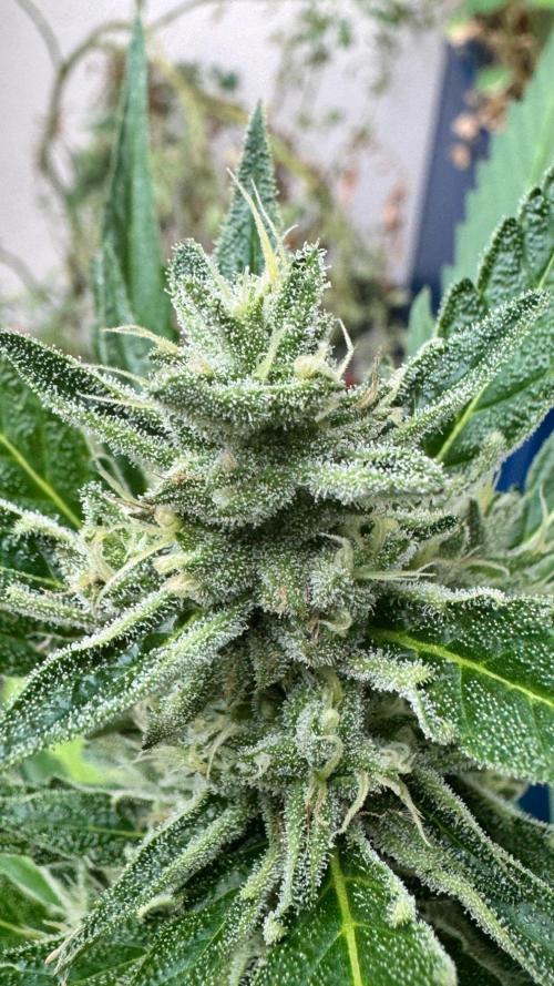 GUAVE RF3 | FAST BUDS | AUTO. Week 7