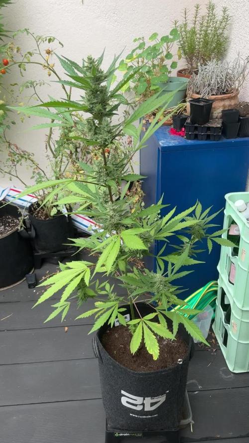 GUAVE RF3 | FAST BUDS | AUTO