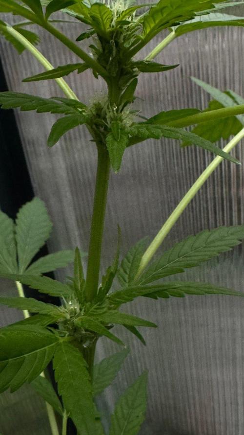 BLUEBERRY CANDIEZ AUTO | SENSI SEEDS. Week 7