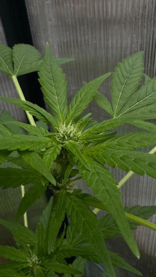 BLUEBERRY CANDIEZ AUTO | SENSI SEEDS. Week 7