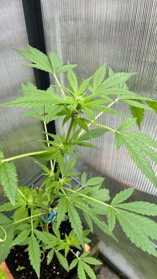 BLUEBERRY CANDIEZ AUTO | SENSI SEEDS. Week 7