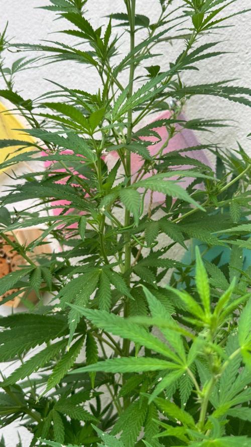 LEMON ZKITTLEZ  X  NORTHERN LIGHTS. Week 17