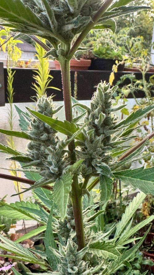 GUAVE RF3 | FAST BUDS | AUTO. Week 8