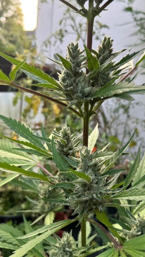 GUAVE RF3 | FAST BUDS | AUTO. Week 8