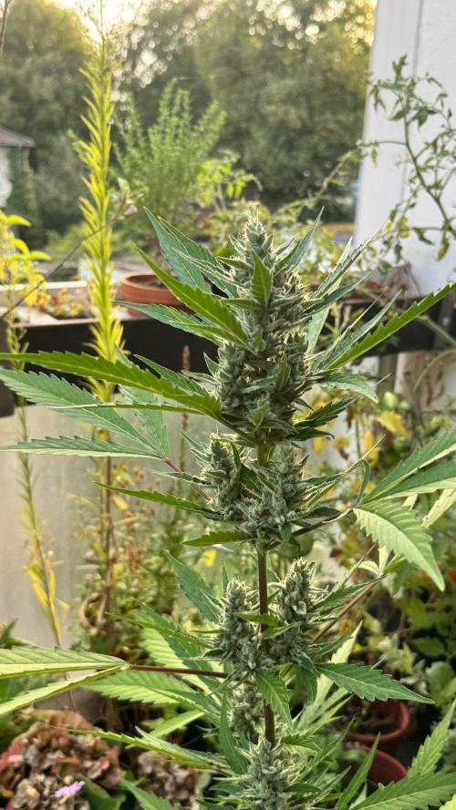 GUAVE RF3 | FAST BUDS | AUTO. Week 8