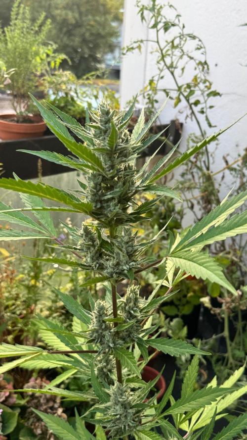 GUAVE RF3 | FAST BUDS | AUTO. Week 8