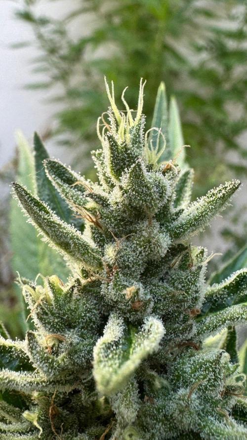 GUAVE RF3 | FAST BUDS | AUTO. Week 8
