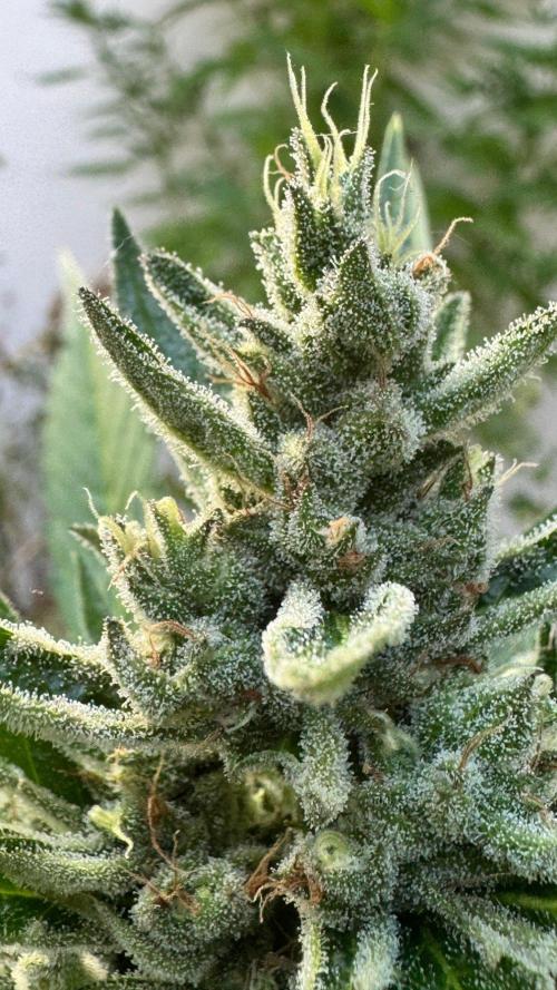 GUAVE RF3 | FAST BUDS | AUTO. Week 8