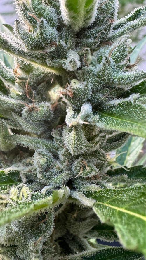 GUAVE RF3 | FAST BUDS | AUTO. Week 8
