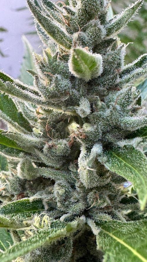 GUAVE RF3 | FAST BUDS | AUTO. Week 8
