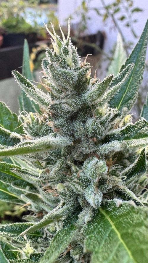 GUAVE RF3 | FAST BUDS | AUTO. Week 8