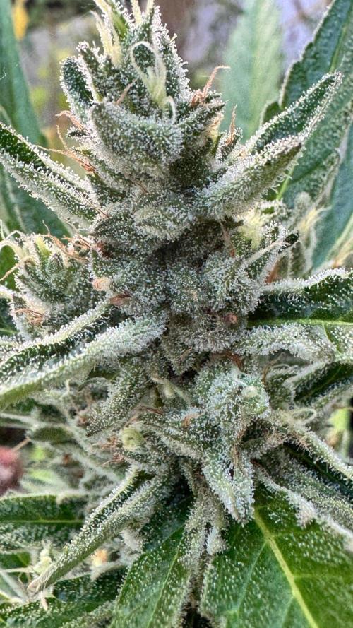 GUAVE RF3 | FAST BUDS | AUTO. Week 8