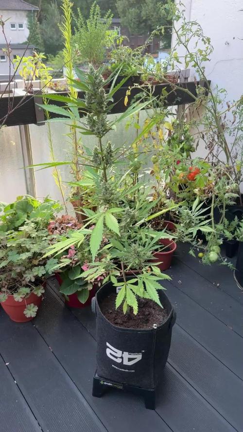 GUAVE RF3 | FAST BUDS | AUTO