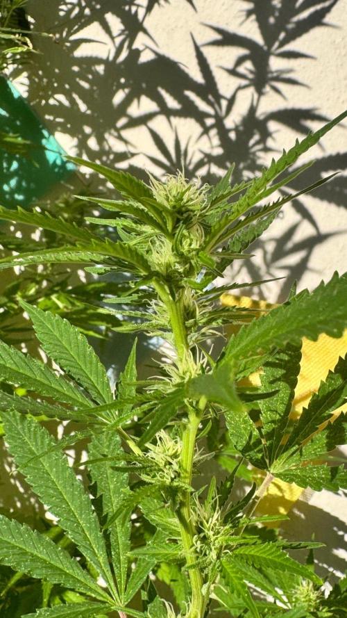 GUAVE RF3 | FAST BUDS | AUTO. Week 9