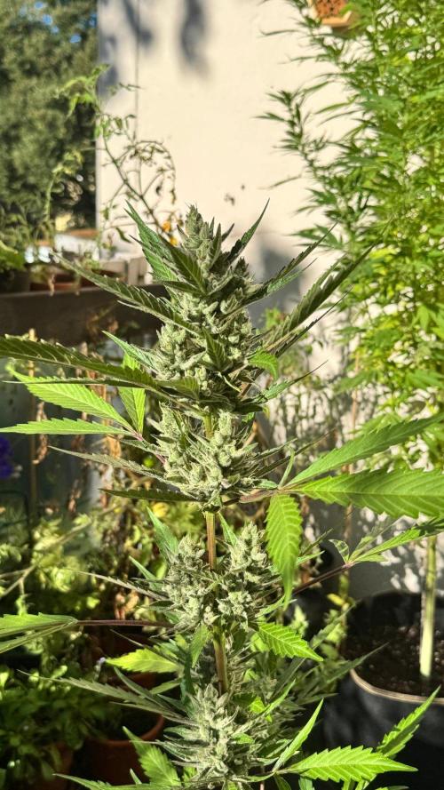 GUAVE RF3 | FAST BUDS | AUTO. Week 9