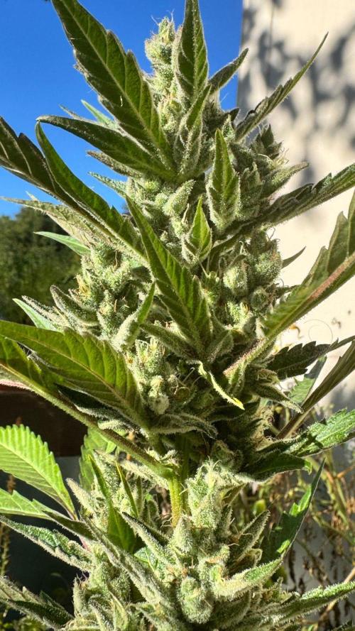 GUAVE RF3 | FAST BUDS | AUTO. Week 9
