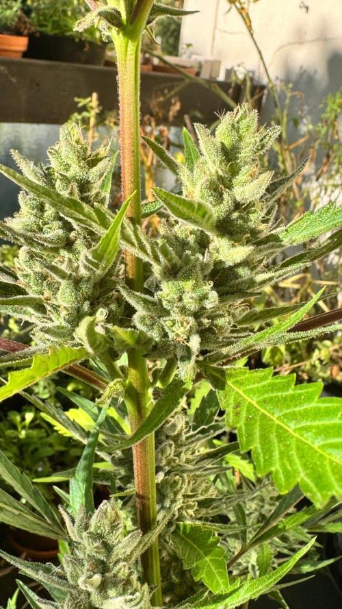 GUAVE RF3 | FAST BUDS | AUTO. Week 9