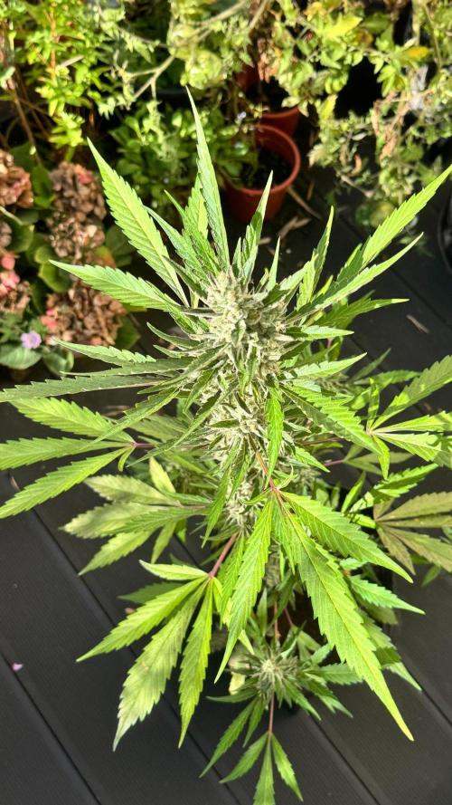 GUAVE RF3 | FAST BUDS | AUTO. Week 9