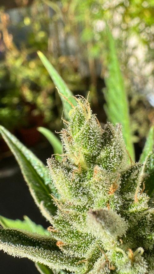 GUAVE RF3 | FAST BUDS | AUTO. Week 9