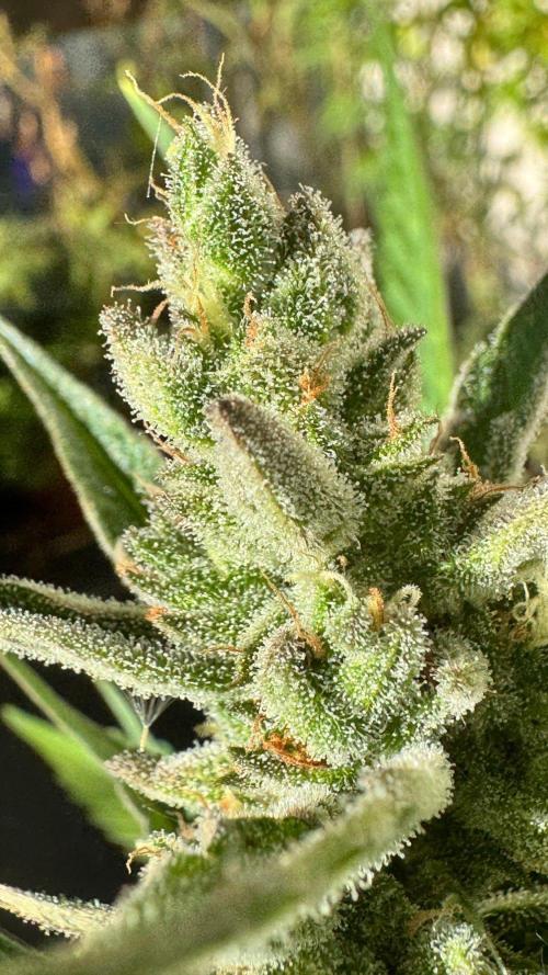GUAVE RF3 | FAST BUDS | AUTO. Week 9