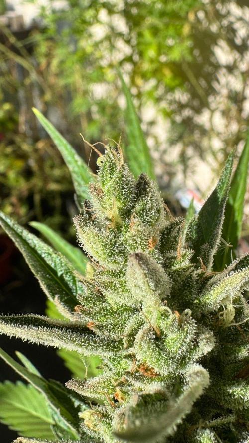 GUAVE RF3 | FAST BUDS | AUTO. Week 9