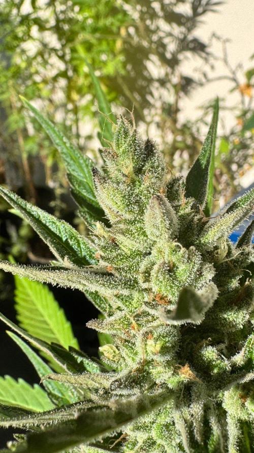 GUAVE RF3 | FAST BUDS | AUTO. Week 9