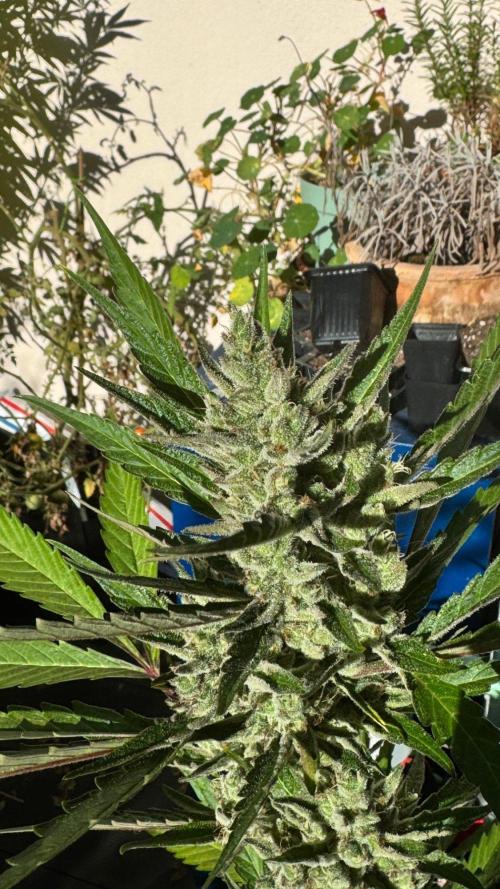 GUAVE RF3 | FAST BUDS | AUTO. Week 9