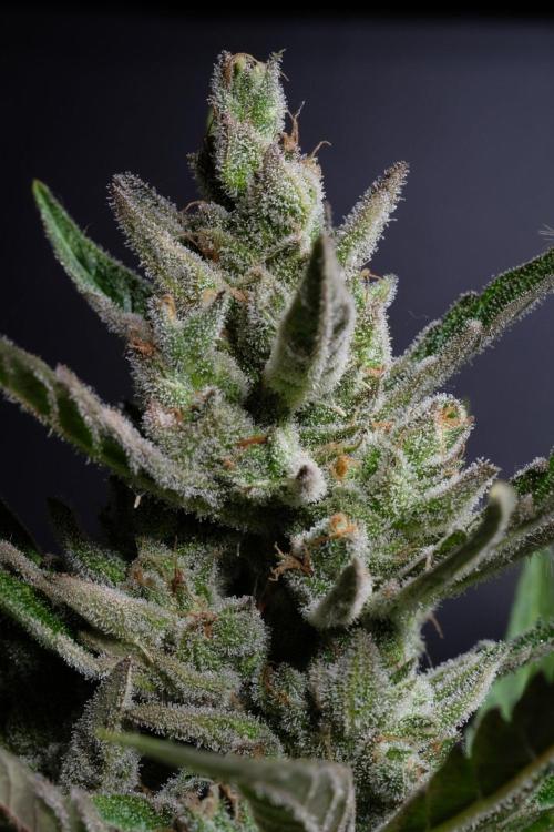 GUAVE RF3 | FAST BUDS | AUTO. Week 10