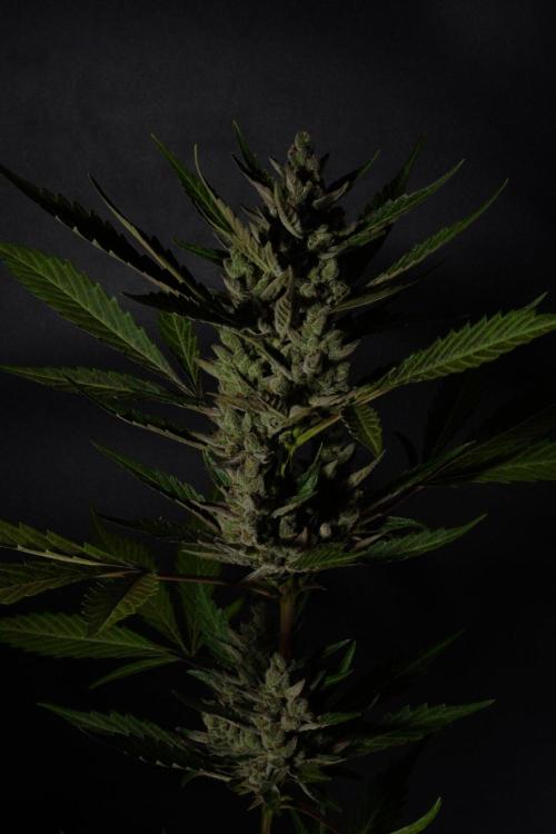 GUAVE RF3 | FAST BUDS | AUTO. Week 10