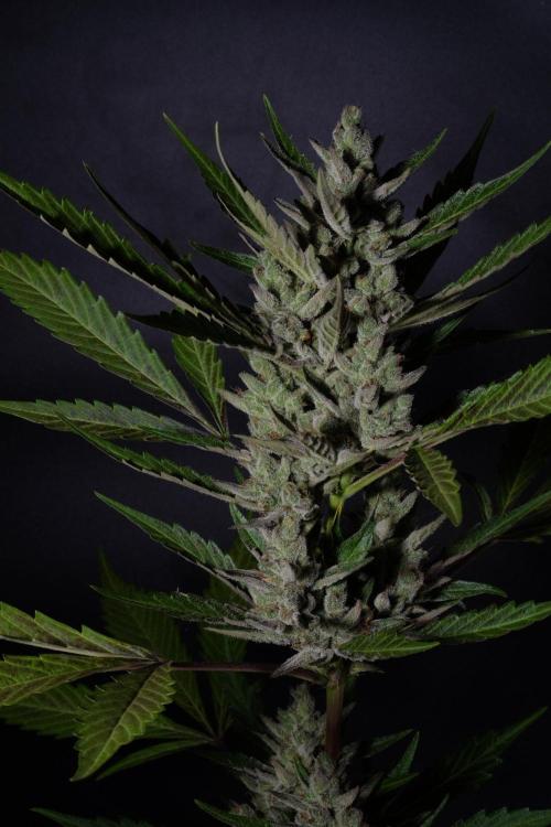 GUAVE RF3 | FAST BUDS | AUTO. Week 10