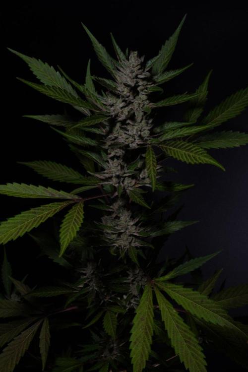 GUAVE RF3 | FAST BUDS | AUTO. Week 10