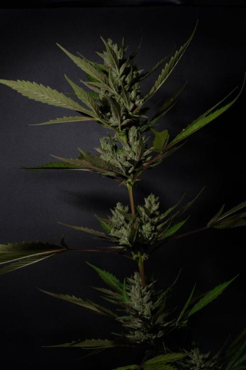 GUAVE RF3 | FAST BUDS | AUTO. Week 10