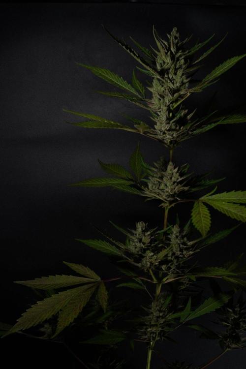 GUAVE RF3 | FAST BUDS | AUTO. Week 10