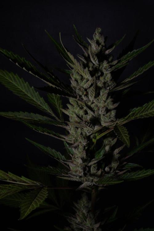 GUAVE RF3 | FAST BUDS | AUTO. Week 10